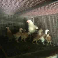 مرغ کرچ به همراه جوجه برهما