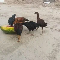 جوجه لاری