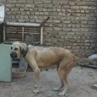 سگ سرابی