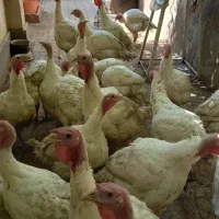 بوقلمون بیوتی سنگین وزن