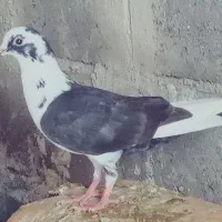 نداشتن جا