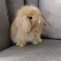بچه خرگوش یک ماه