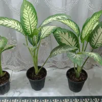 گل طبیعی دیفن باخیا