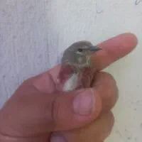معاوضه با قناری