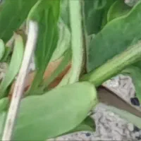 درمان قطعی میخچه بصورت کاملا گیاهی و تضمینی