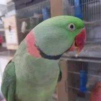 شاه طوطی نر رام و دستی سخنگو