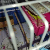 جفت مرغ عشق با جوجه