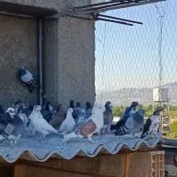 کفتر|پرنده|قلعه نو, |دیوار