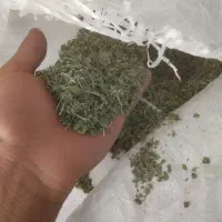 آویشن کوهی امسال