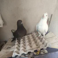 کبوتر غریب گیر