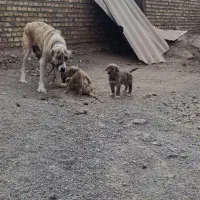 توله درجه یک با مادرش