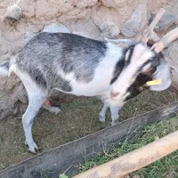 بز دورگه سانن و آلپاین
