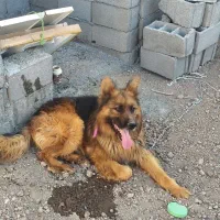 سگ نگهبان