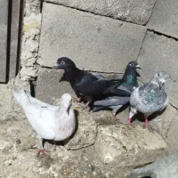 کفتر|پرنده|بجنورد, |دیوار