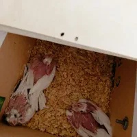 جوجه عروس هلندی