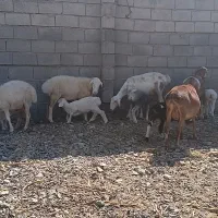 میش ،قوچ ،بره ،بز
