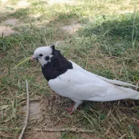 کفتر طوقی