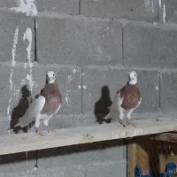 جفت طوقی جوان خوشگل