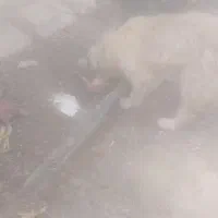 سگ پشمالو آروم نجیب