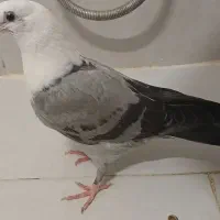 کفتر کلاغ کربلایی،کله سفید