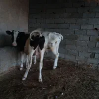 دو  راس گوساله نر بفروش میرسد