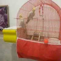 عروس هلندی