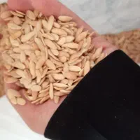 تخم خربزه  تخمه