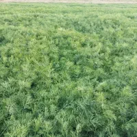 سبزی شوید تازه