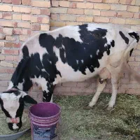 گاو آبستن