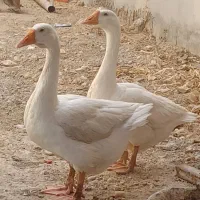 قو قاز