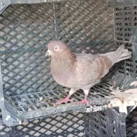 کبوتر