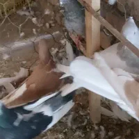۱۲ عدد ماده بشرط