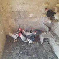 بارو
