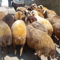 گوسفند آبستن دوشیره مالچه