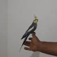 عروس هلندی