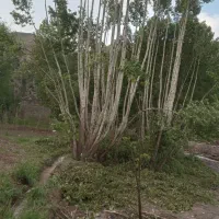 هرس و برش درخت و خرید و فروش چوب