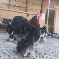 خروس کوشین