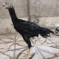 جوجه خروس لاری