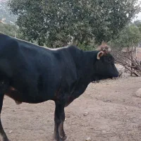 گاو