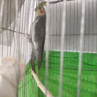 نر مست اواز خون