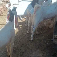 بز پاکستانی اصیل گلابی اوستن