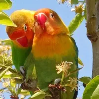 کوتوله برزیلی ویلاشهر