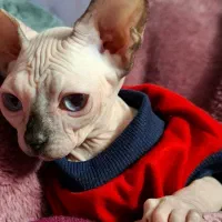 اسفنیکس پینک و بلو فوق حرفه ای