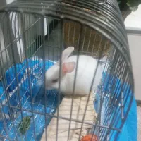 خرگوش