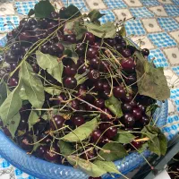 البالو محلی تازه