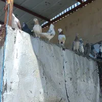 کبوتر همه جوره