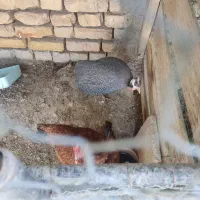 مرغ شاخدار ماده تخم گذار