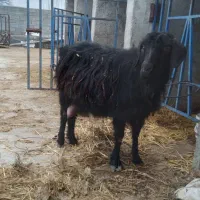 بز آبستن  دوعدد