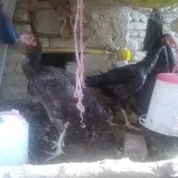 مرغ لاری طوسی پرمرغی