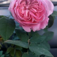 یاس رز رونده سانازگلبهی نهال گلدونی